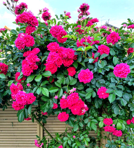 climbing rose 2026.jpg